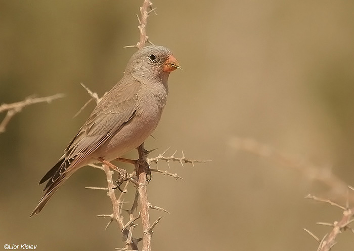       Trumpeter Finch  Bucanetes githagineus                 '' 103,, 2009.: 